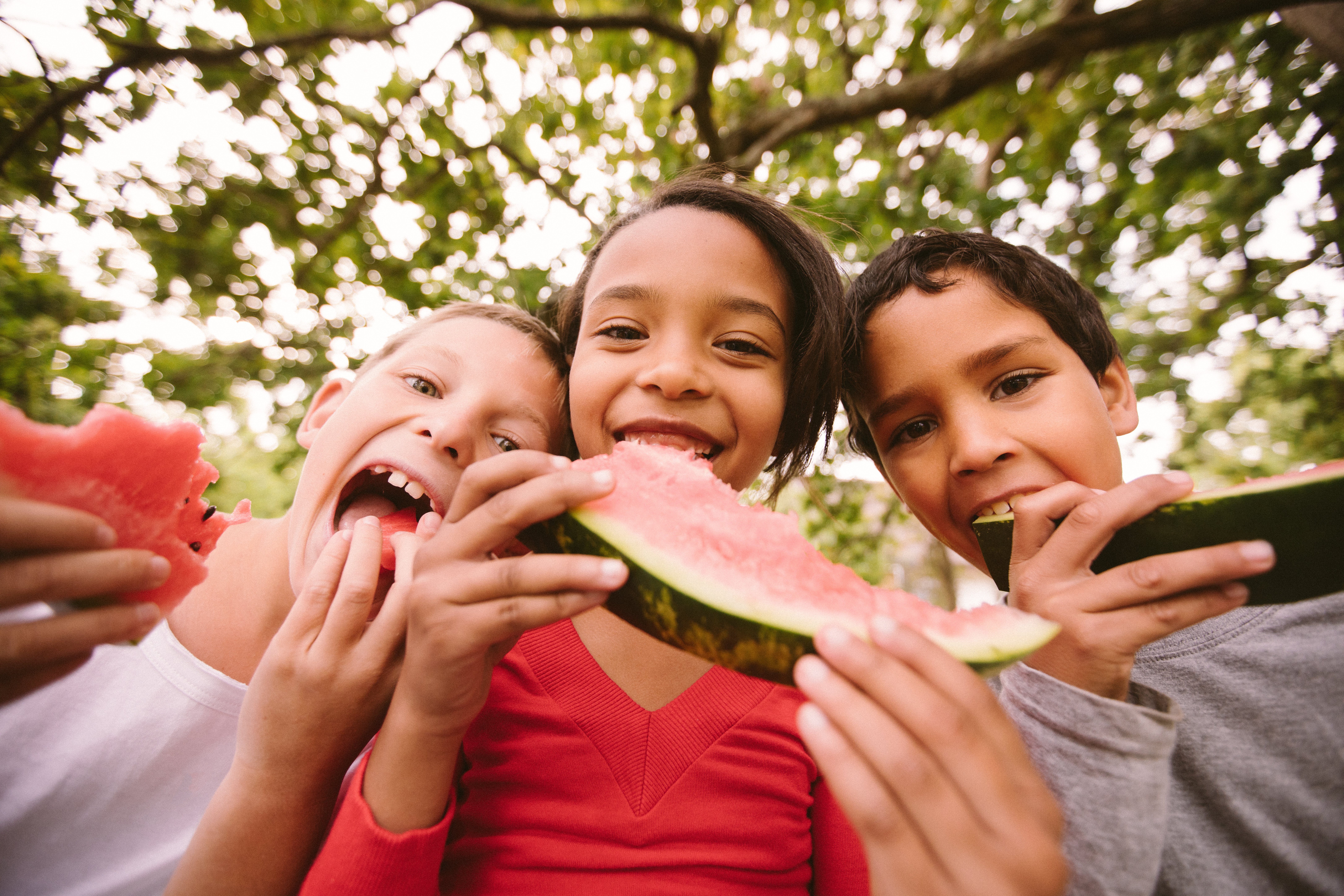 Group of children sitting in a row on a rustic wooden fence on a summer day underneath a lush green leafed tree in a park eating watermelon
