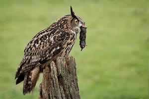 Eagle Owl with Mole