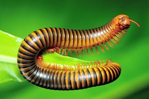 Crawling Millipede