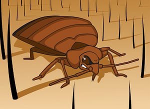 Angry Bed Bug