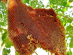 Bee hive