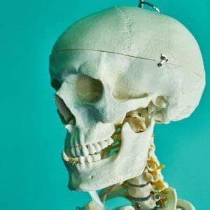 Jawbone in lab skeleton