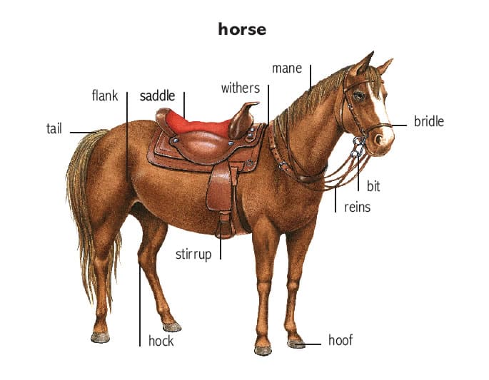 Horse parts